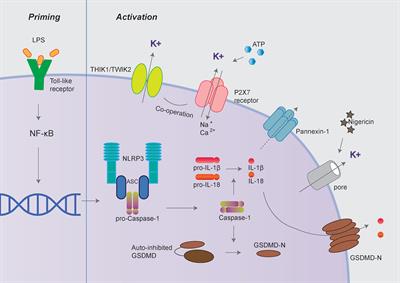 Distinct Molecular Mechanisms Underlying Potassium Efflux for NLRP3 Inflammasome Activation